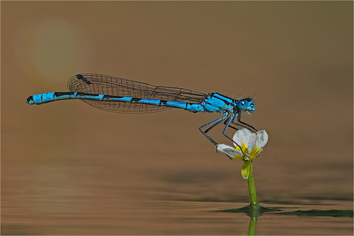 Libelle auf Blümchen