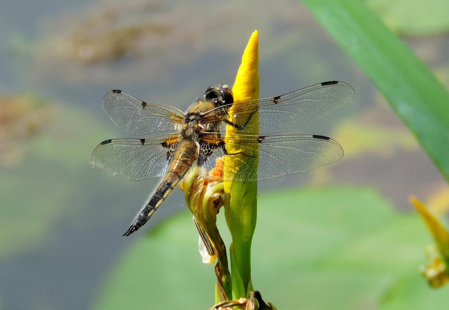 #...Libelle auf Blüte.......#