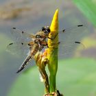 #...Libelle auf Blüte.......#