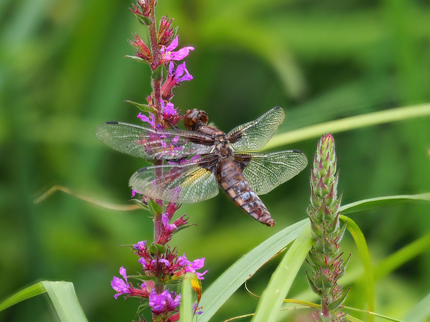 Libelle auf Blüte am Seeufer