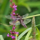 Libelle auf Blüte am Seeufer