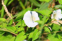 Libelle auf Blüte