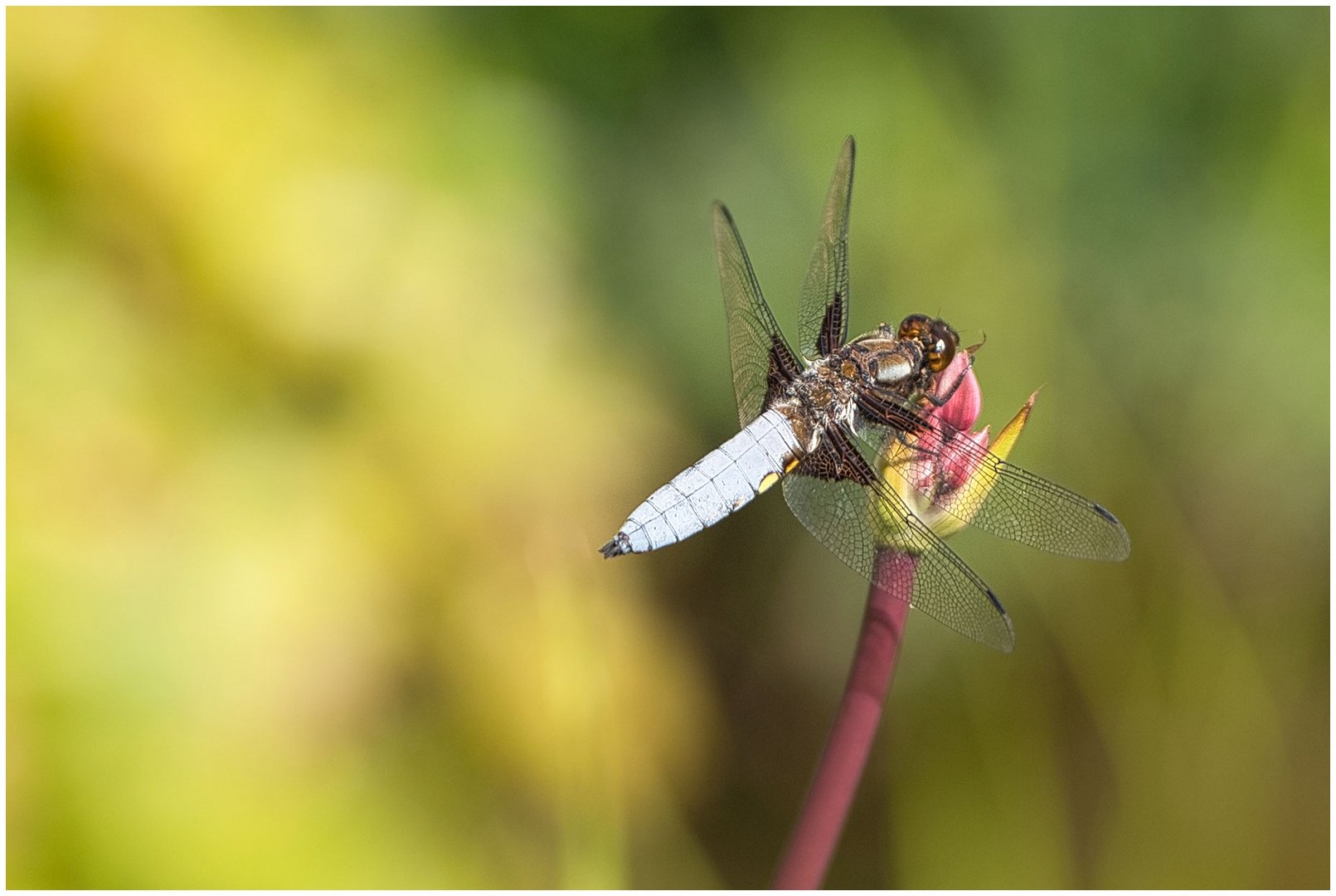 Libelle auf Blütenknospe