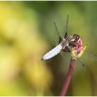 Libelle auf Blütenknospe