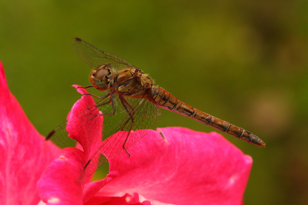 Libelle auf Blume