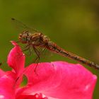 Libelle auf Blume