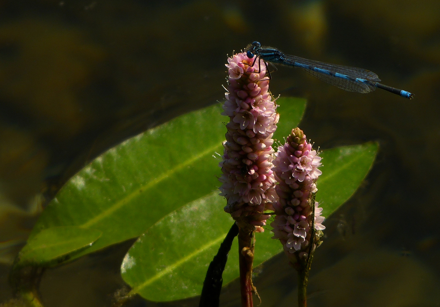 Libelle auf Blume