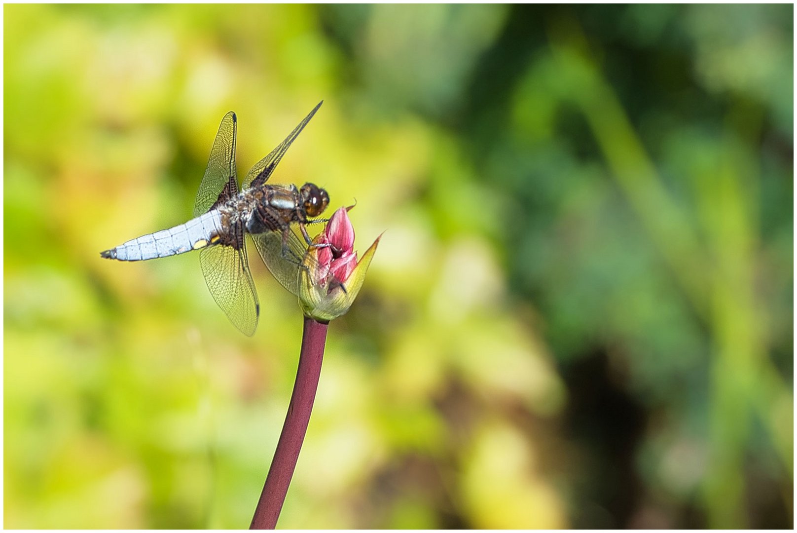 Libelle auf Blume