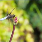 Libelle auf Blume