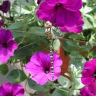 Libelle auf Blumenampel