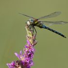 Libelle auf Blutweiderich