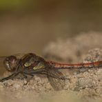 Libelle auf Bodenhöhe