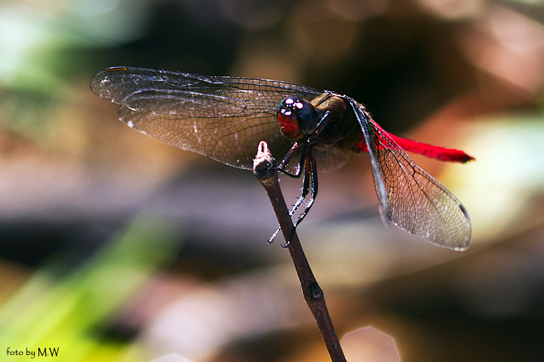 Libelle auf Borneo