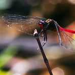 Libelle auf Borneo