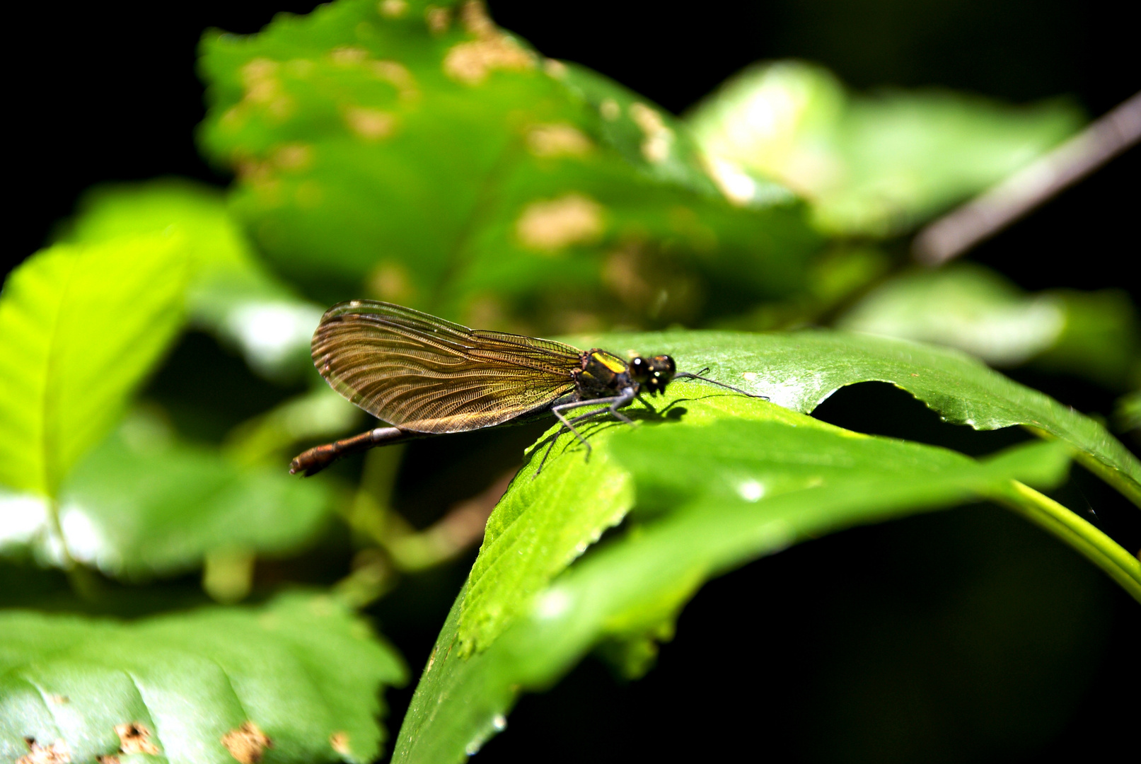 Libelle auf Bräutigamschau ? 