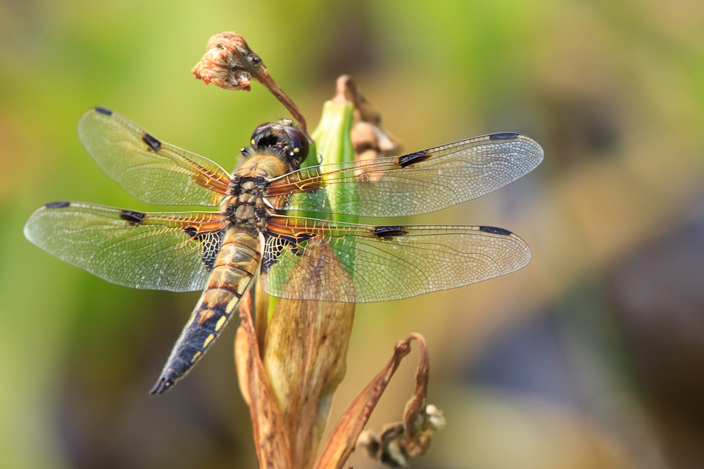 Libelle auf Brautschau im Hermannshof I