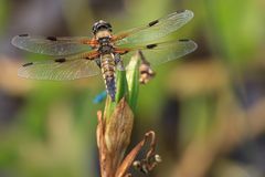 Libelle auf Brautschau im Hermannshof II