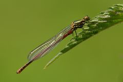 Libelle auf Brennessel-Blatt