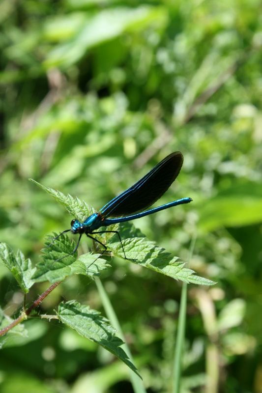 Libelle auf Brennessel