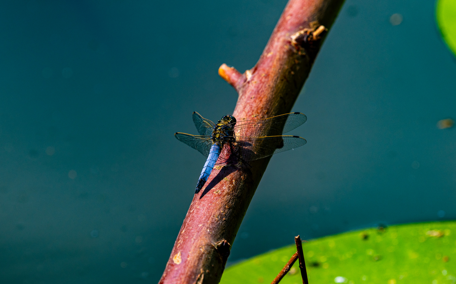 Libelle auf dem Ast