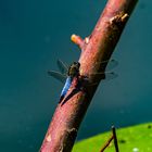 Libelle auf dem Ast