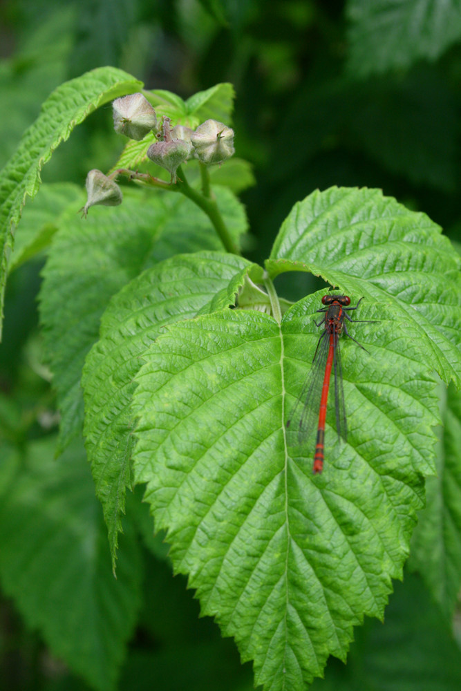 Libelle auf dem Blatt