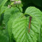 Libelle auf dem Blatt