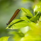 Libelle auf dem Blatt