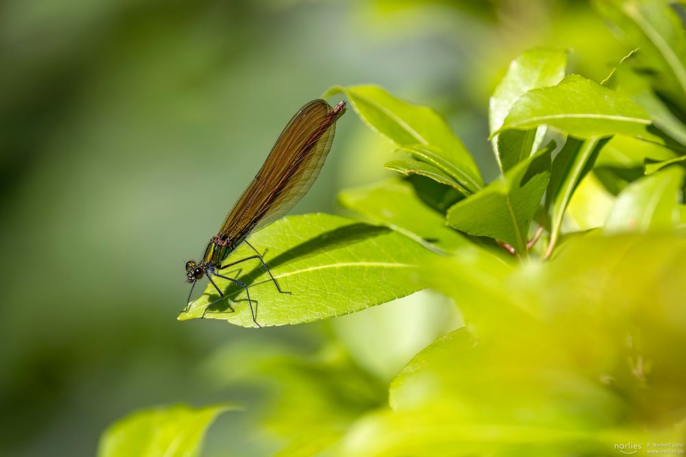 Libelle auf dem Blatt