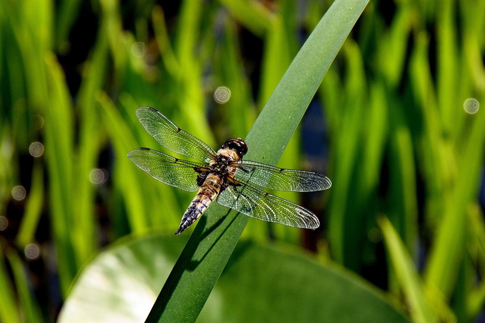 Libelle auf dem Blatt