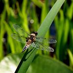 Libelle auf dem Blatt