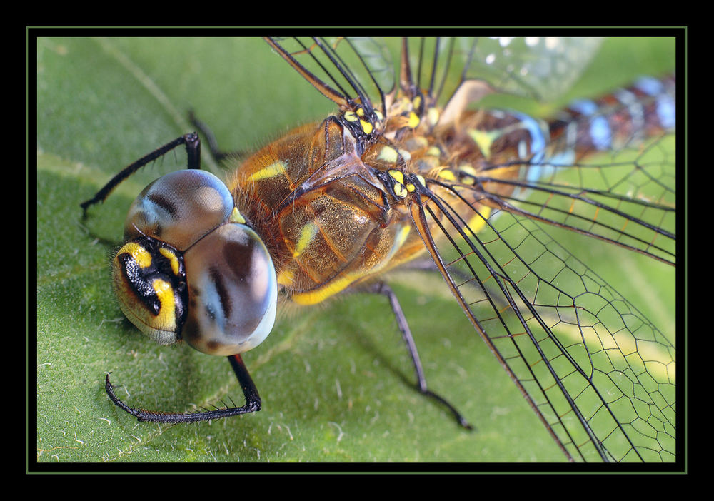 libelle auf dem blatt