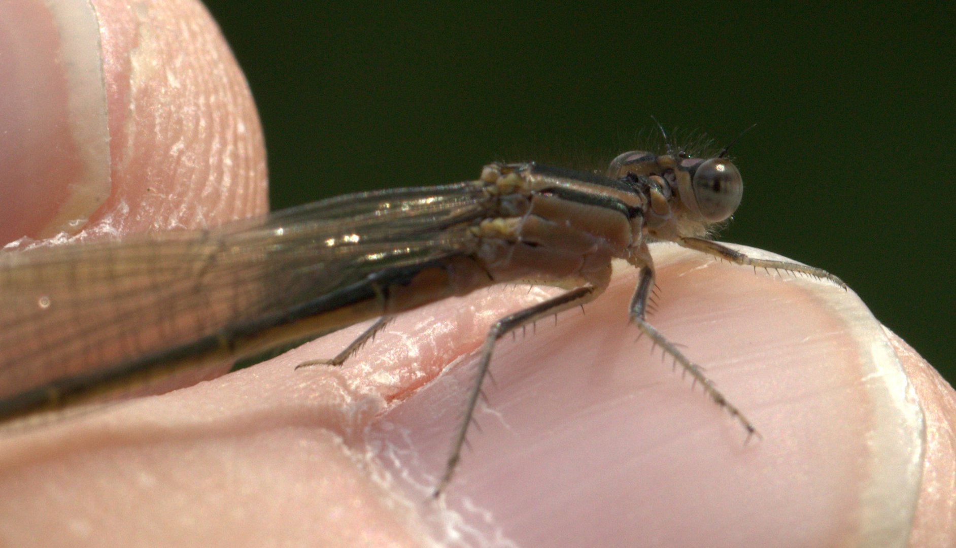 Libelle auf dem Finger