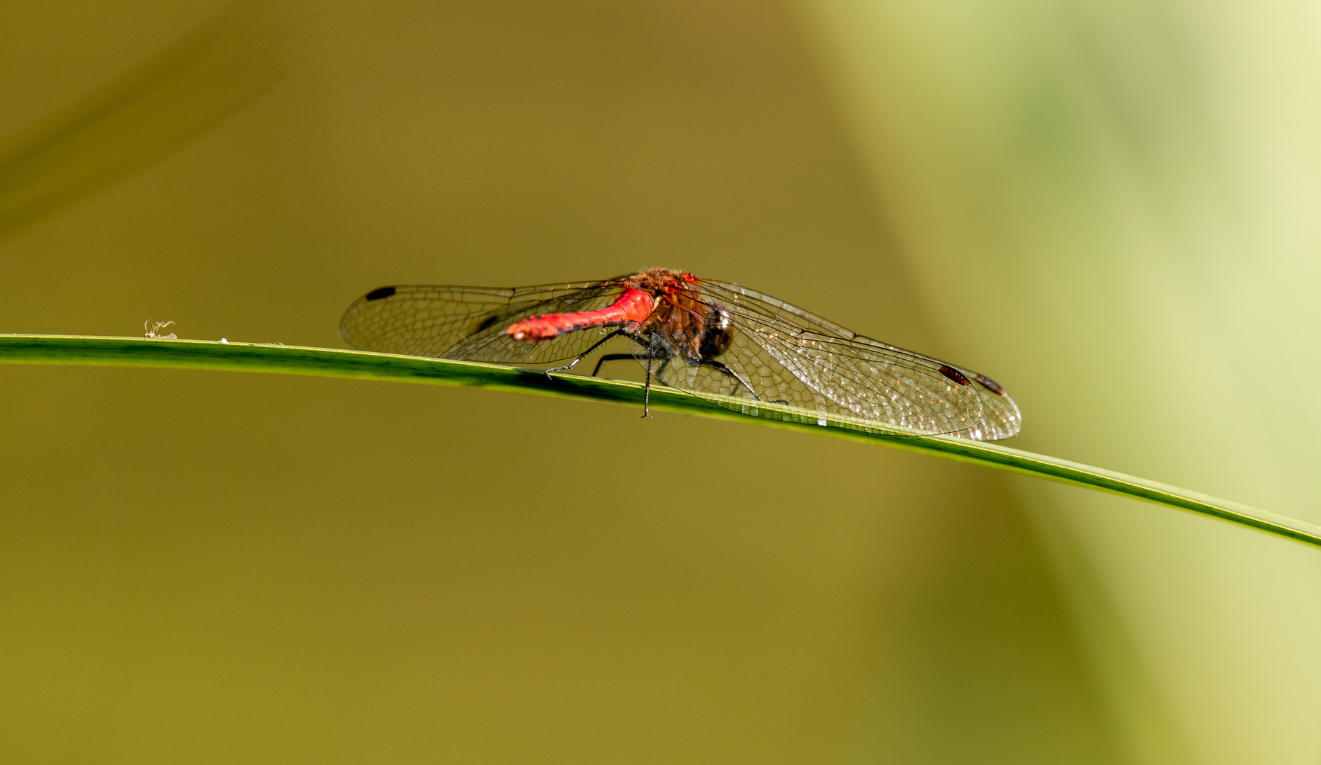 Libelle auf dem Grashalm