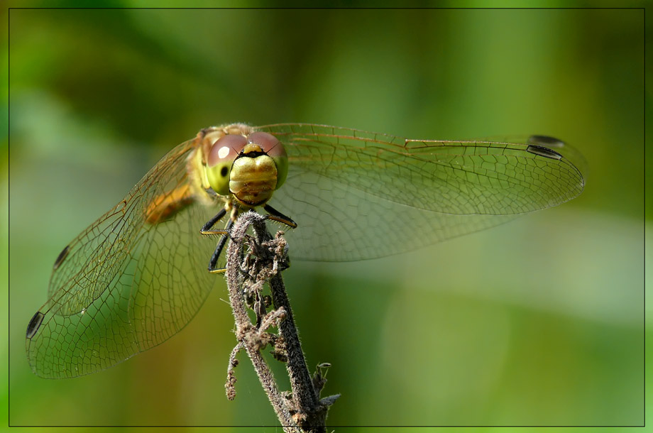 Libelle auf dem Hochsitz