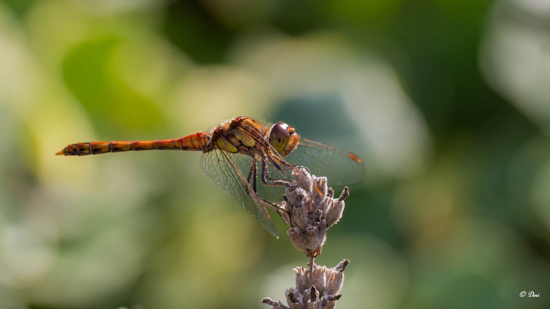 Libelle auf dem Lavendel