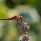 Libelle auf dem Lavendel