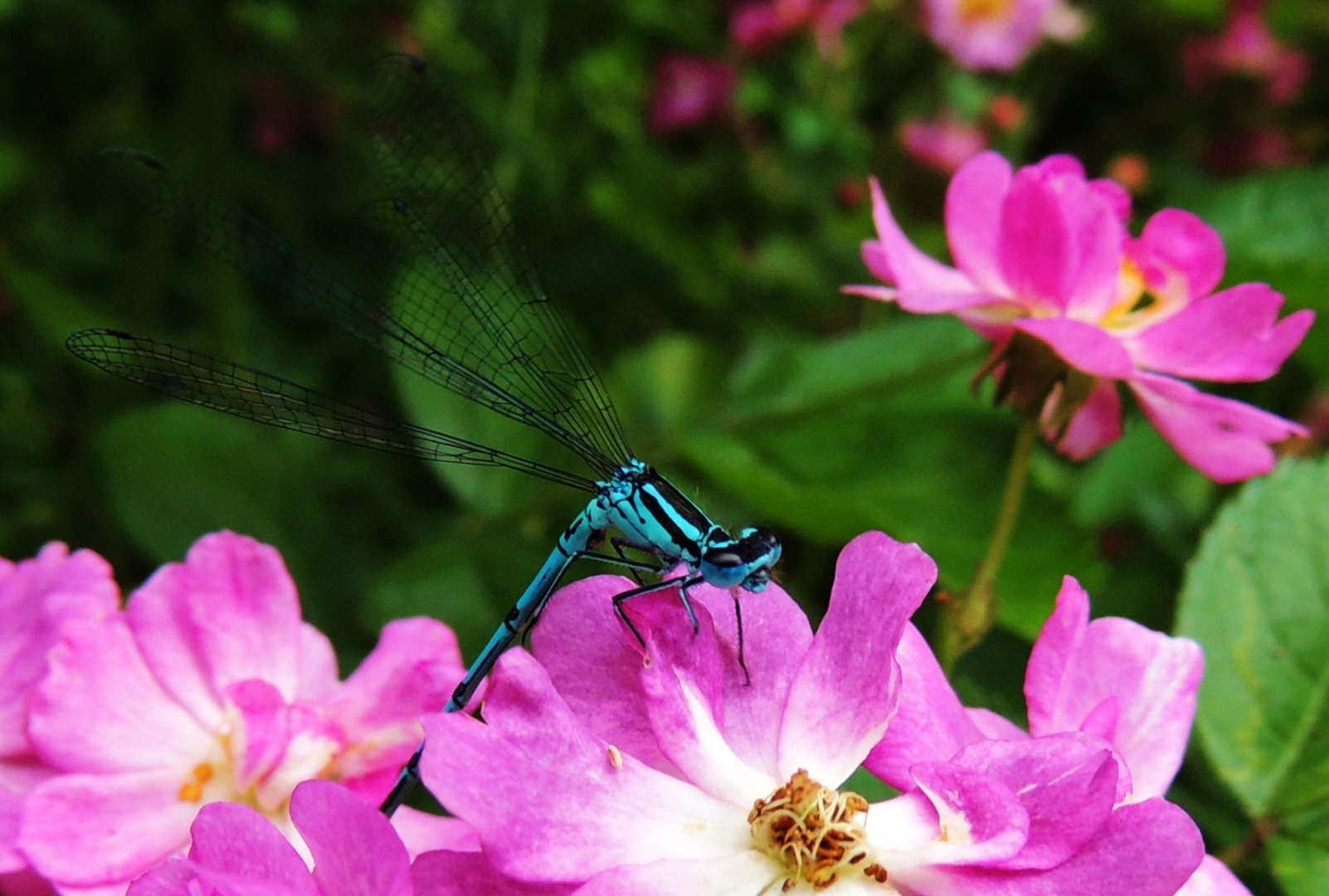 Libelle auf dem Rosenbusch II