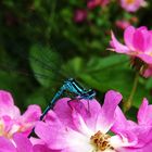 Libelle auf dem Rosenbusch II