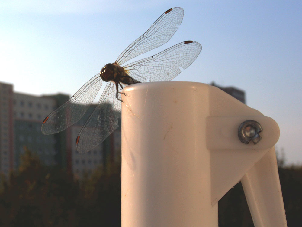 Libelle auf dem Schirmständer