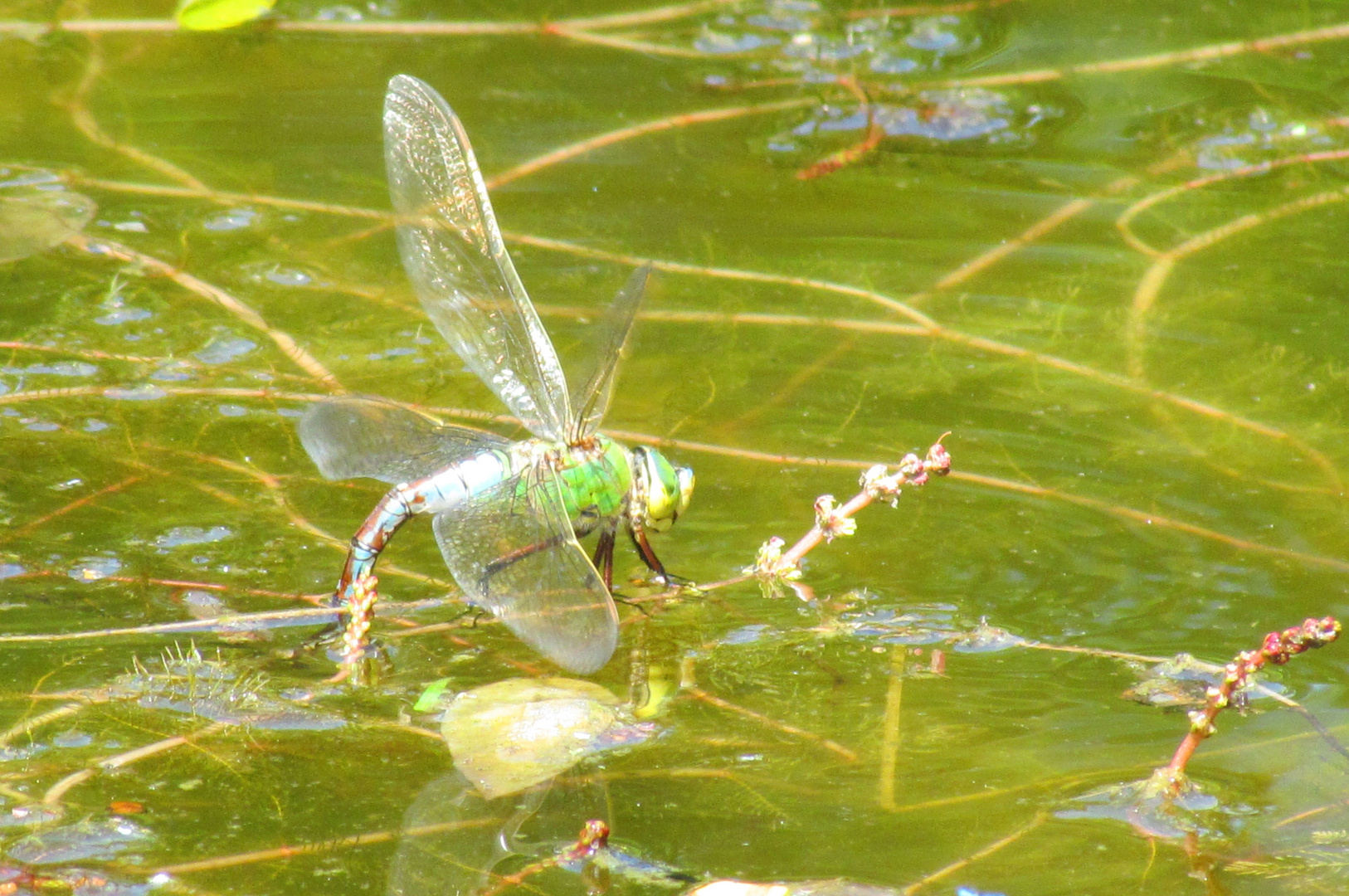 Libelle auf dem Wasser