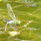 Libelle auf dem Wasser