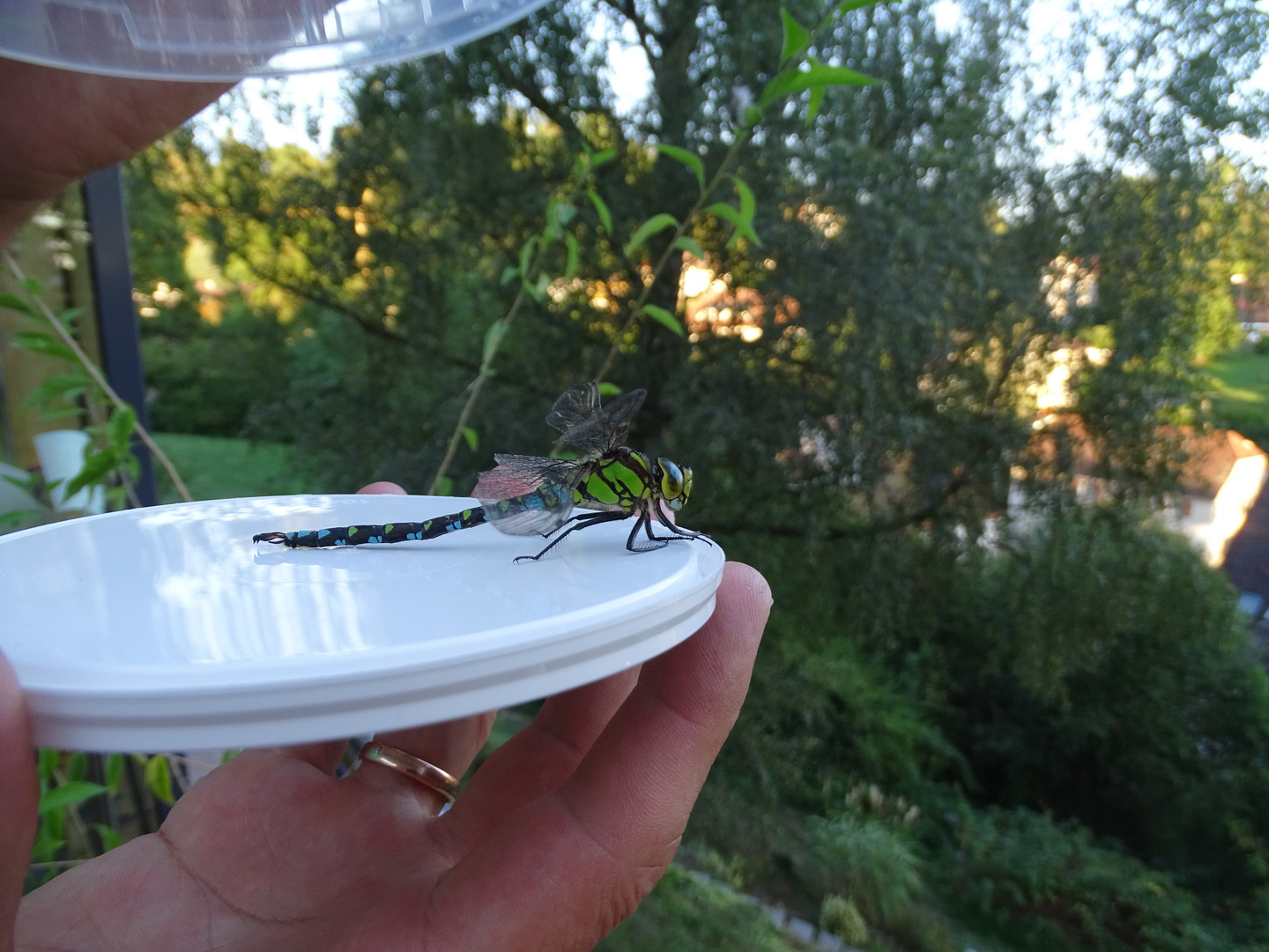 Libelle auf dem weg in die Freiheit