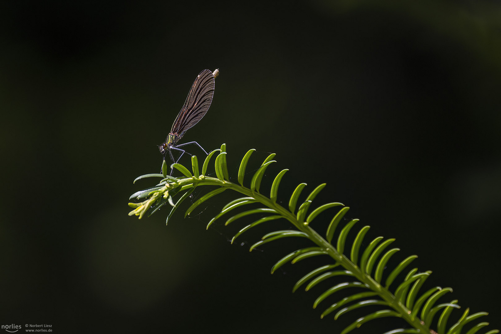 Libelle auf dem Zweig