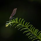 Libelle auf dem Zweig