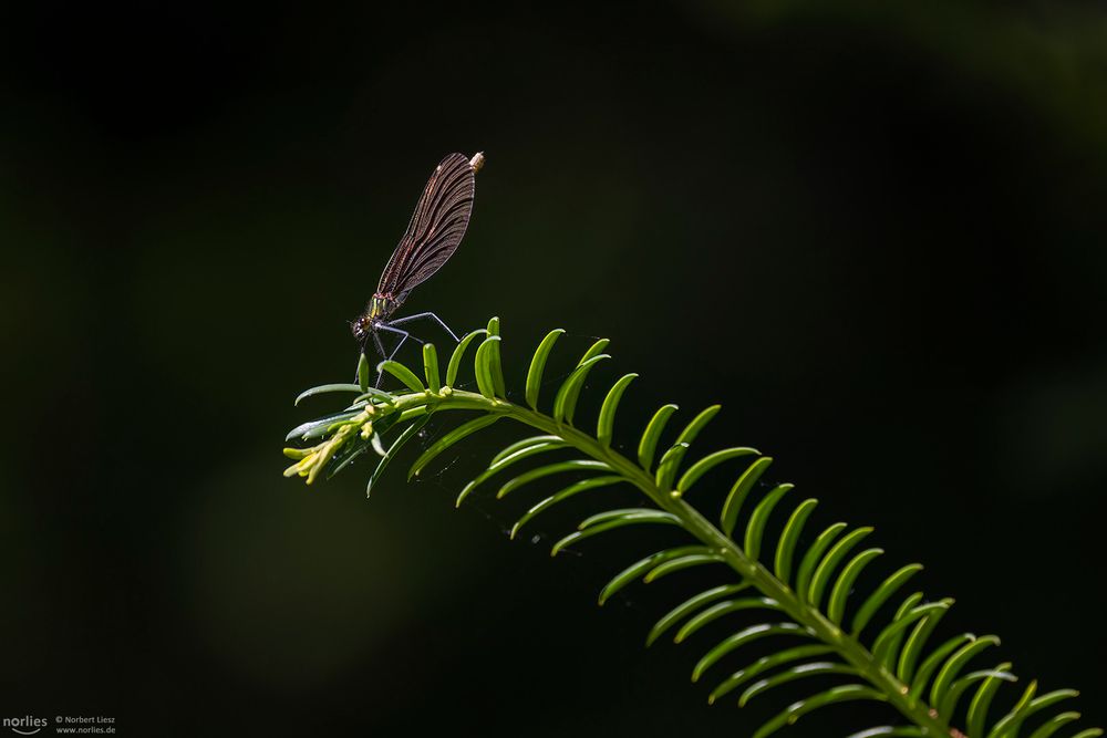 Libelle auf dem Zweig