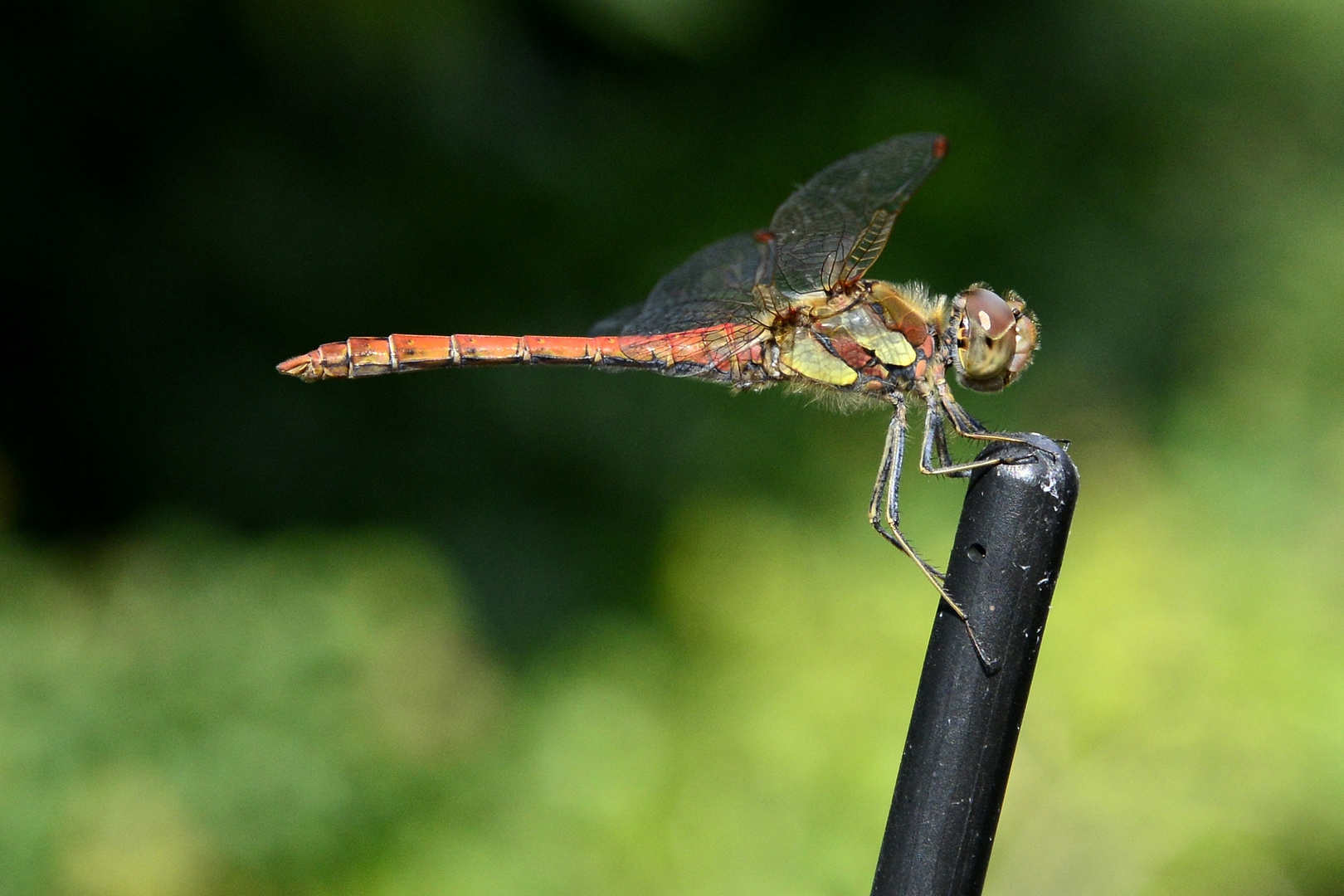 Libelle auf der Antenne