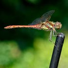 Libelle auf der Antenne