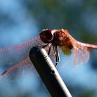 Libelle auf der Autoantenne