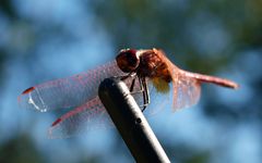 Libelle auf der Autoantenne